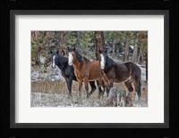 Ochoco Bachelors Fine Art Print