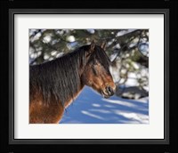 Johnny - Ochoco Stallion Fine Art Print
