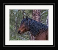 Ochoco Bay Stallion Fine Art Print