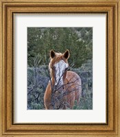 Filly - Palomino Buttes Fine Art Print