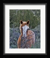 Filly - Palomino Buttes Fine Art Print