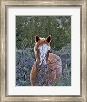 Filly - Palomino Buttes Fine Art Print