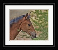 Ochoco Foal & Larch Fine Art Print