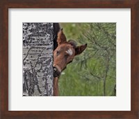 Ochoco Foal - Ochoco Fine Art Print