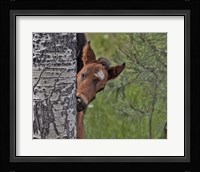 Ochoco Foal - Ochoco Fine Art Print