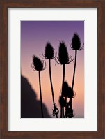 Silhouette Fine Art Print