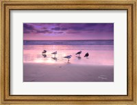 Seagull Beach I Fine Art Print