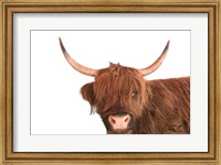 Highland Calf I Fine Art Print
