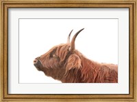 Highland Calf II Fine Art Print