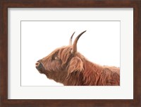 Highland Calf II Fine Art Print