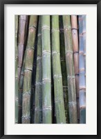 Bamboo Fence Fine Art Print
