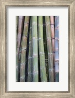 Bamboo Fence Fine Art Print