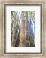 Bamboo Grove Sunburst Fine Art Print