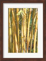 Golden Bamboo Fine Art Print