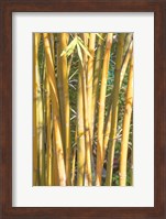 Golden Bamboo Fine Art Print