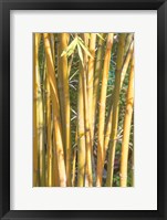 Golden Bamboo Fine Art Print