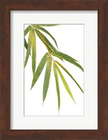 Bamboo Branch Fine Art Print