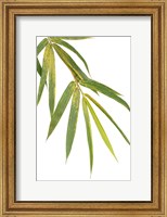 Bamboo Branch Fine Art Print