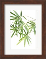 Bamboo Bouquet Fine Art Print