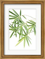Bamboo Bouquet Fine Art Print