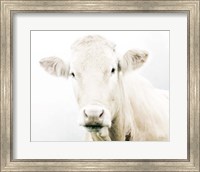 Cow II Fine Art Print