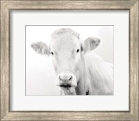 Cow III Fine Art Print