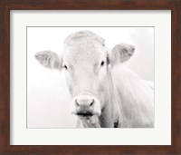 Cow III Fine Art Print