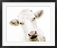 Cow V Fine Art Print