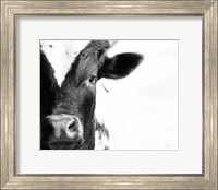 Cow VI Fine Art Print