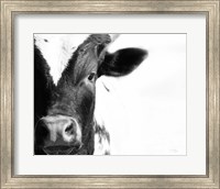 Cow VI Fine Art Print