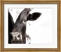 Cow VII Fine Art Print