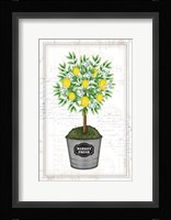 Lemon Topiary Framed Print