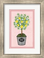 Lemon Topiary - Pink Fine Art Print