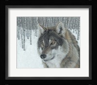 Wolf in Aspens Fine Art Print