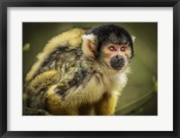 Cute Monkey III Fine Art Print