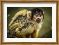 Cute Monkey III Fine Art Print