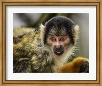 Cute Monkey V Fine Art Print