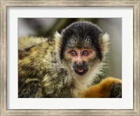 Cute Monkey V Fine Art Print