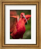 Red Bird III Fine Art Print