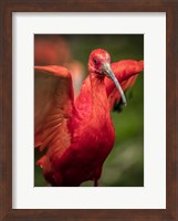 Red Bird III Fine Art Print