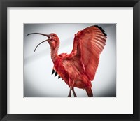 Red Bird IIII Fine Art Print