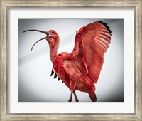 Red Bird IIII Fine Art Print
