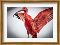 Red Bird V Fine Art Print