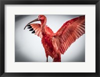 Red Bird V Fine Art Print