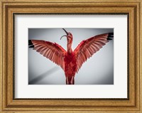 Red Bird VI Fine Art Print