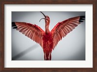 Red Bird VI Fine Art Print