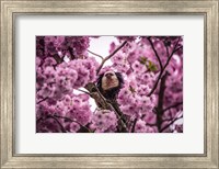 Blossem Tree Monkey II Fine Art Print