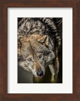 Wolf in the Water Fine Art Print