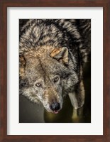 Wolf in the Water Fine Art Print