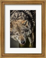 Wolf in the Water Fine Art Print